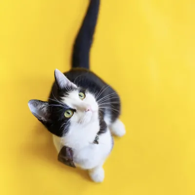 yellow cat
