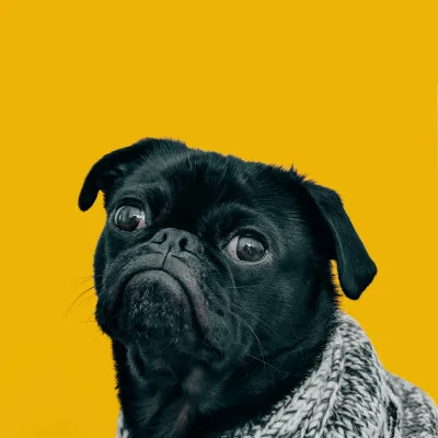 Cute dog