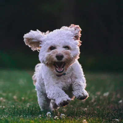 running puppy